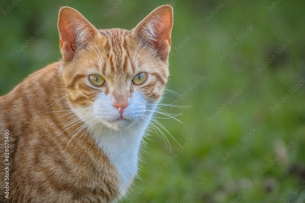 Ginger and white cat, looking back at camera, with green background and white chest and whiskers showing. Ginger and white cat, looking back at camera, with green background and white chest and whiskers showing.