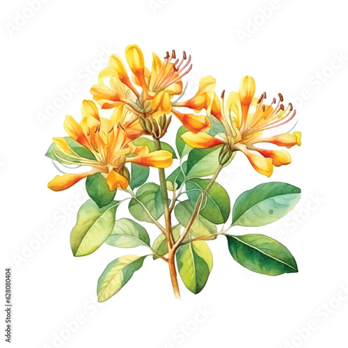 Honeysuckle flowers watercolor paint