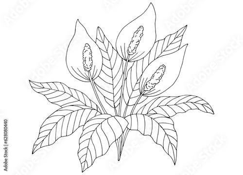 Spathiphyllum flower graphic black white isolated sketch illustration vector © aluna1