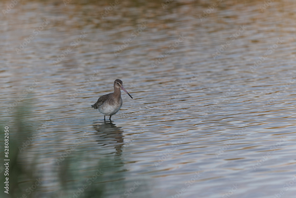 Black-tailed Godwit Limosa limosa in a swamp in northern Brittany Black-tailed Godwit Limosa limosa in a swamp in northern Brittany