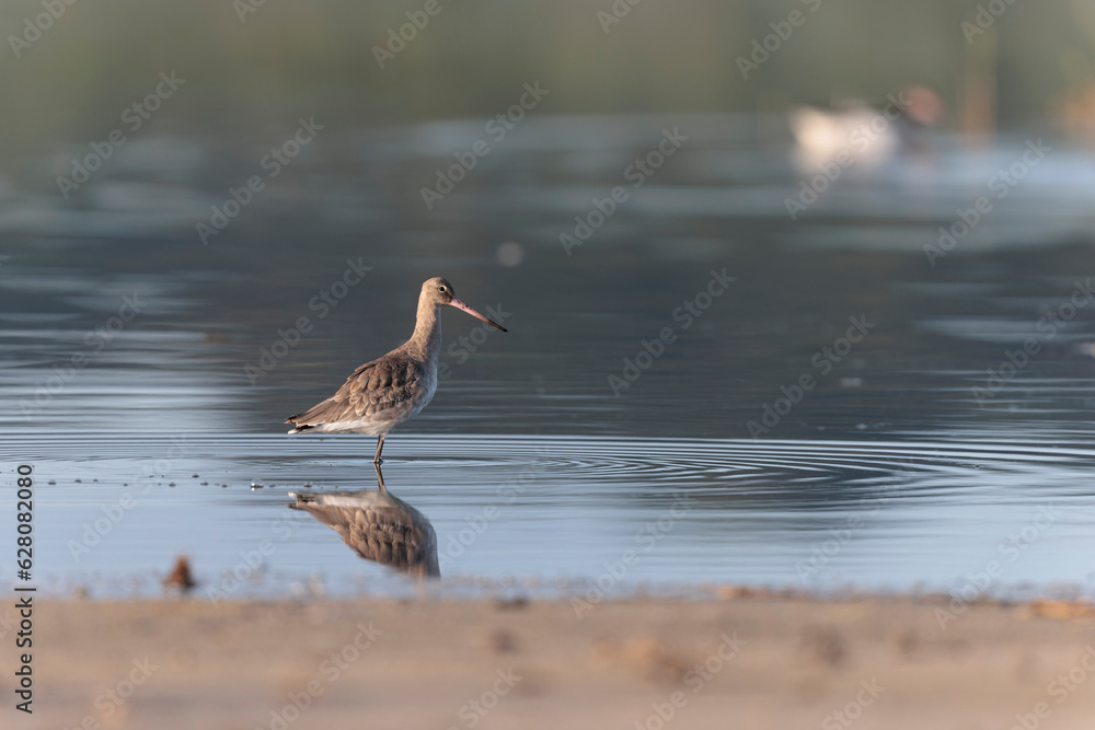 Black-tailed Godwit Limosa limosa in a swamp in northern Brittany Black-tailed Godwit Limosa limosa in a swamp in northern Brittany