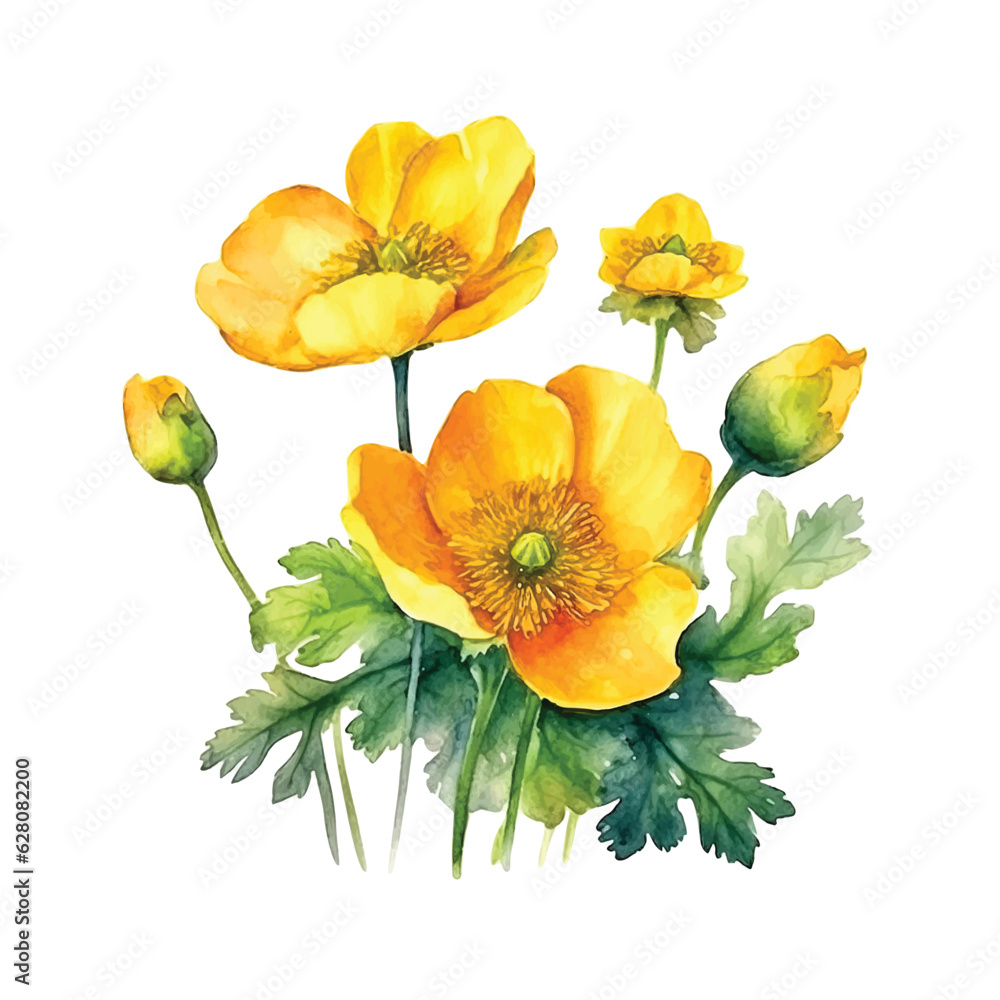 Buttercup Flower Watercolor Paint Stock Vector Adobe Stock