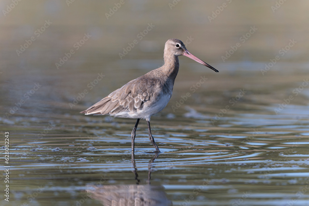 Black-tailed Godwit Limosa limosa in a swamp in northern Brittany Black-tailed Godwit Limosa limosa in a swamp in northern Brittany