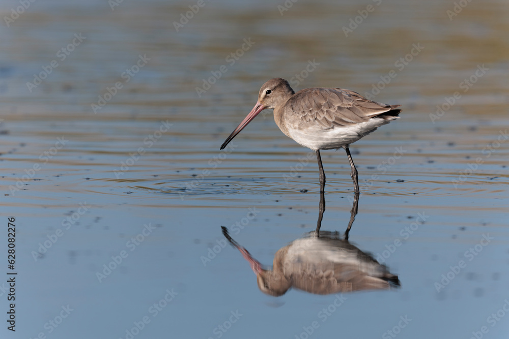 Black-tailed Godwit Limosa limosa in a swamp in northern Brittany Black-tailed Godwit Limosa limosa in a swamp in northern Brittany