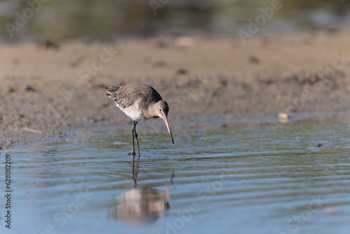 Black-tailed Godwit Limosa limosa in a swamp in northern Brittany © denis
