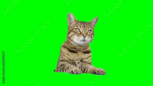 Bengal cat peeks from behind green screen reaching up with paw and looks at camera. Chroma key background.
