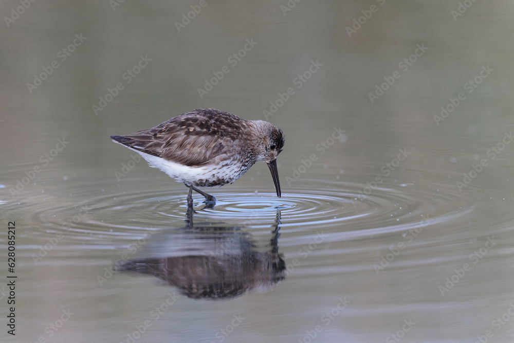 Dunlin Calidris alpina walking on a sandy beach on low tide in Brittany in France
Dunlin Calidris alpina walking on a sandy beach on low tide in Brittany in France