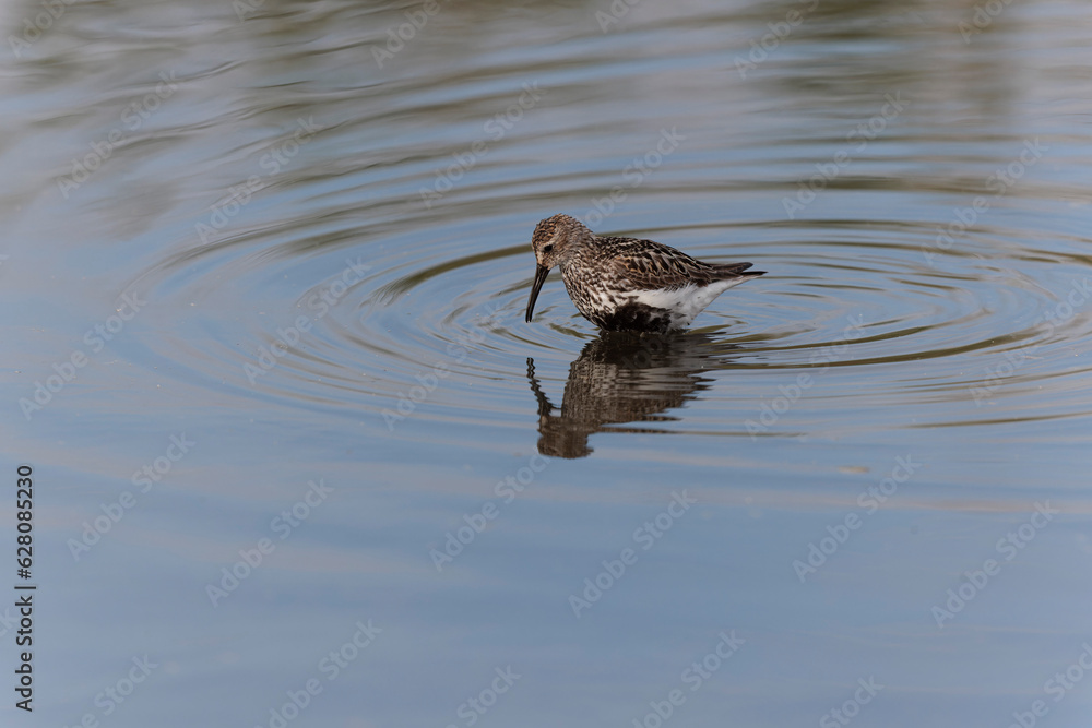 Dunlin Calidris alpina walking on a sandy beach on low tide in Brittany in France
Dunlin Calidris alpina walking on a sandy beach on low tide in Brittany in France