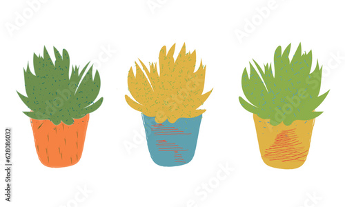 Set of three green and yellow succulents with different texture. Room Flowers . Postcard or business card of a flower shop