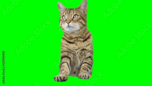 Bengal cat peeks from behind green screen reaching up with paw and looks at camera. Chroma key background.