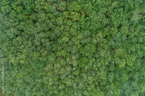 aerial top view of an oak forest on a cloudy day, ecology concept