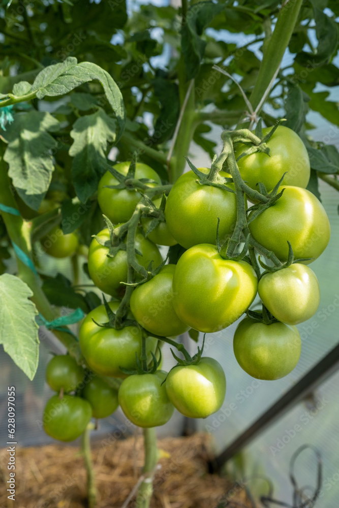 A lot of green tomatoes on a bush in a greenhouse. Tomato plants in greenhouse. Green tomatoes plantation. Organic farming, young tomato plants growth in greenhouse. A lot of green tomatoes on a bush in a greenhouse. Tomato plants in greenhouse. Green tomatoes plantation. Organic farming, young tomato plants growth in greenhouse.