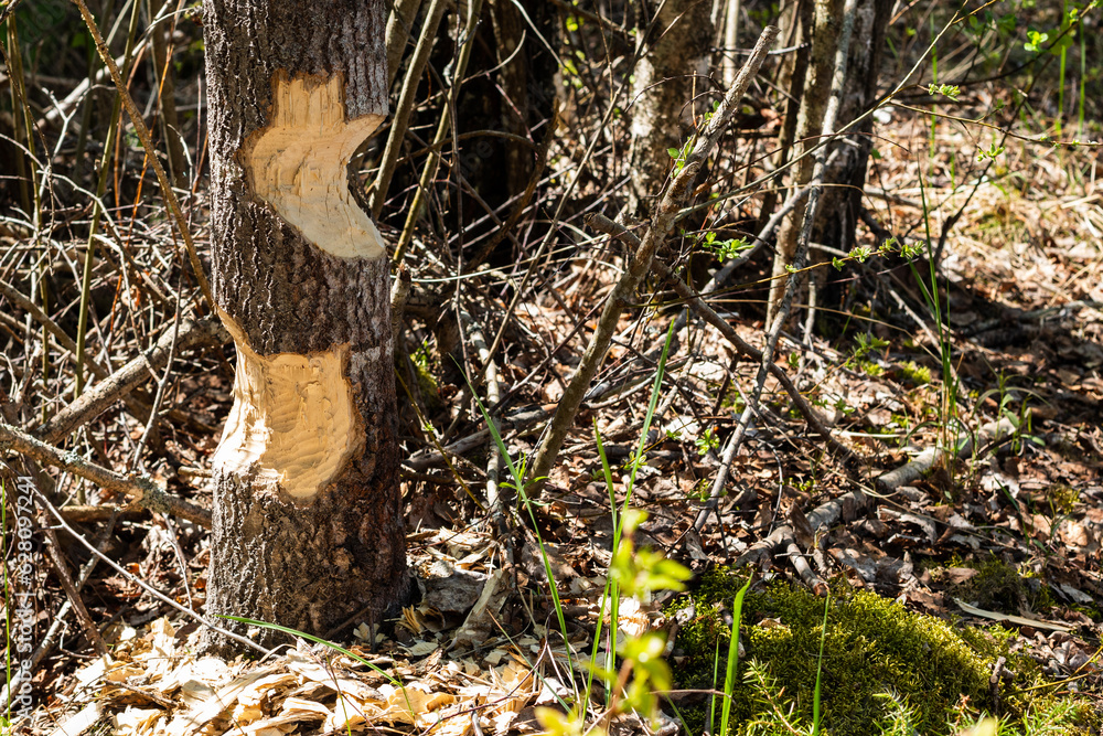 Tree with the marks of beaver teeth Tree with the marks of beaver teeth