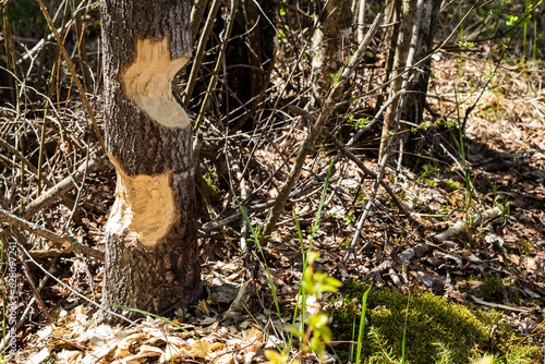 Tree with the marks of beaver teeth