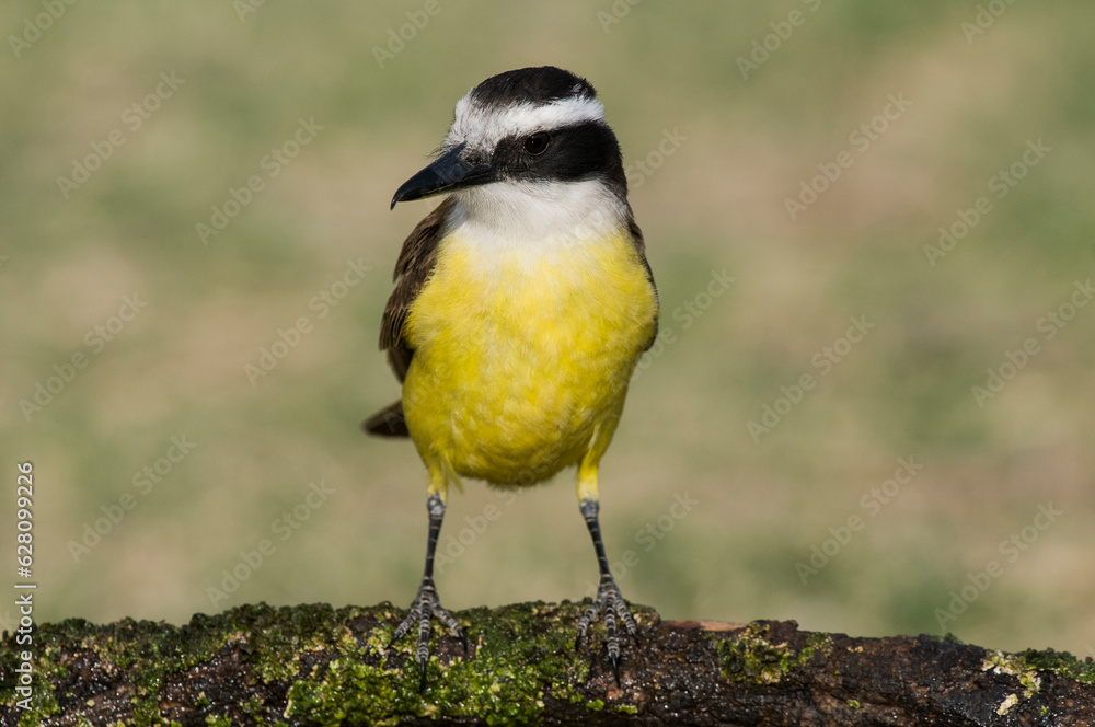 Naklejka premium Great Kiskadee, Pitangus sulphuratus, Calden forest, La Pampa, Argentina