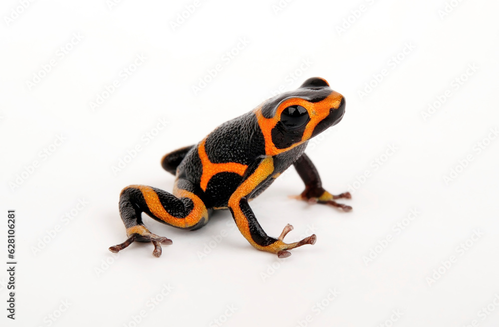 Obraz premium Mimic Poison Frog // Falscher Fünfstreifen-Baumsteiger, Zweipunkter (Ranitomeya imitator) ”Huallaga“