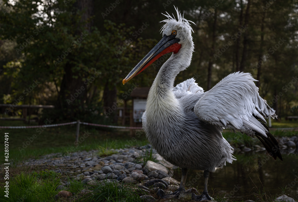 Fototapeta premium Divjake-Karavasta National Park in ALBANIA. Domesticated Wild Pelican Johny