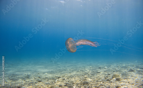 Pink Jellyfish in the ocean. © francescosgura