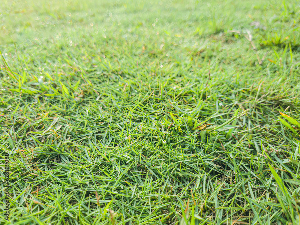Green grass texture background Top view. grass with clover texture seamless, Ground texture with dry grass and small. Nature green grass background top view Green grass texture background Top view. grass with clover texture seamless, Ground texture with dry grass and small. Nature green grass background top view