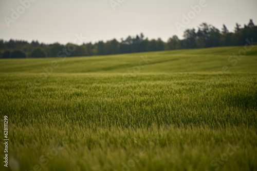 Embracing the Vibrant Green Landscape of a Rural Grass Field. Landscape with green grass field. Pleasant landscape in the rural area.