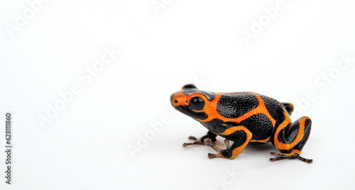 Mimic Poison Frog // Falscher Fünfstreifen-Baumsteiger, Zweipunkter (Ranitomeya imitator) ”Huallaga“