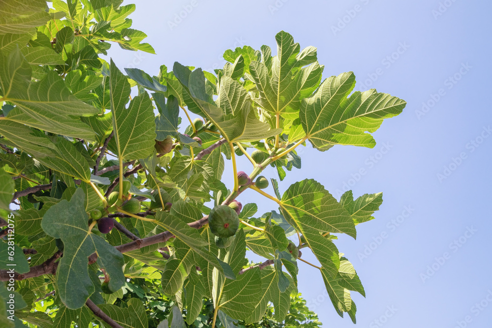 Branches of fig tree ( Ficus carica ) with leaves and fruit against sky ...