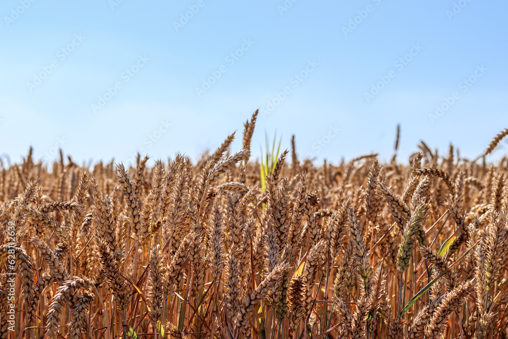 Ukraine Rye Field Field of wheat, rye, grain. Golden spikelets close-up. Ukrainian ...