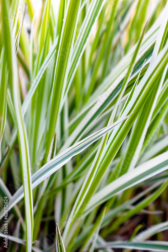 Background of decorative sedge. Striped green grass Variegated Sedge. Decorative long grass  evergreen sedge with white and green striped foliage