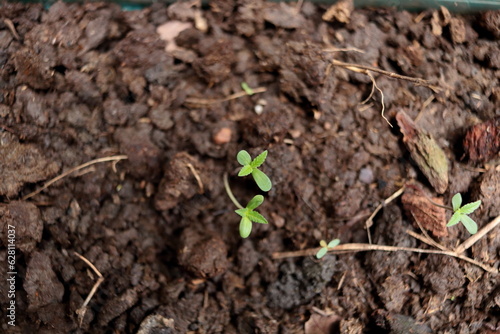 Sprouts with cotyledon leaves of cannabis or marijuana growing on dark soil.