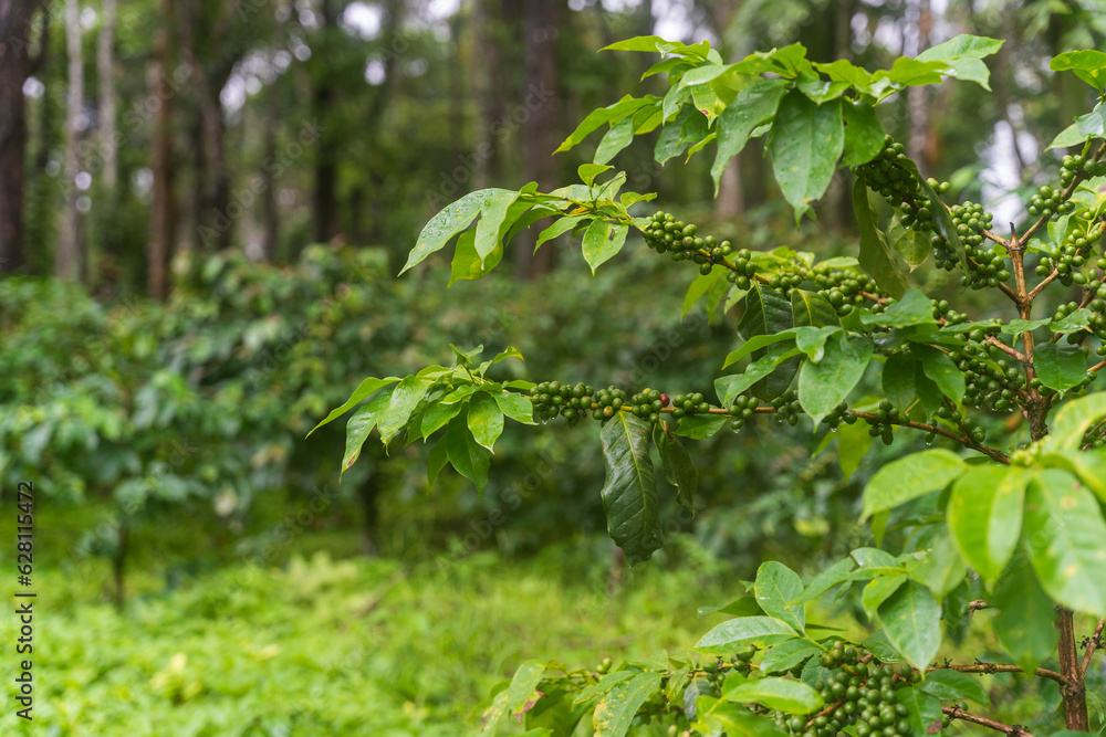 green coffee beans berry plant fresh coffee grow in eco green organic farm Close the Robusta Arabica seeds waiting to be harvested, ripening, harvested for the coffee plantation. green coffee beans berry plant fresh coffee grow in eco green organic farm Close the Robusta Arabica seeds waiting to be harvested, ripening, harvested for the coffee plantation.