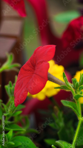 Macro de pétales de fleurs, avec un bokeh intense