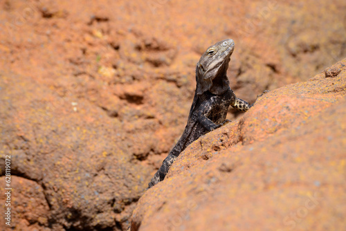 Chuckwalla Lizard Sunning on a rock
