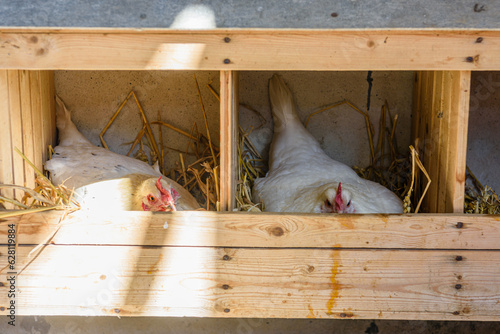 Canvas Print Two chickens resting on straw in a nesting box.