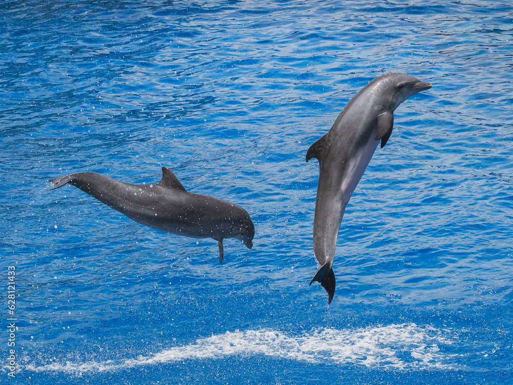 Obraz premium Acrobatie de dauphins