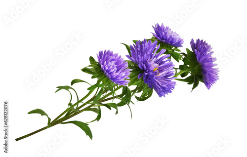 Purple aster flowers in a floral arrangement isolated on white or transprent background photo