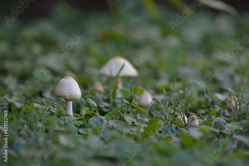 HONGOS SILVESTRES