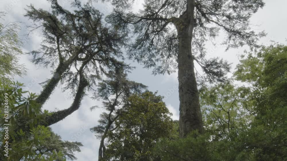 Upward view of the treetops in a dense summer forest with sunbeams breaking through the foliage. Slow motion forward camera, great background for any of your projects Upward view of the treetops in a dense summer forest with sunbeams breaking through the foliage. Slow motion forward camera, great background for any of your projects