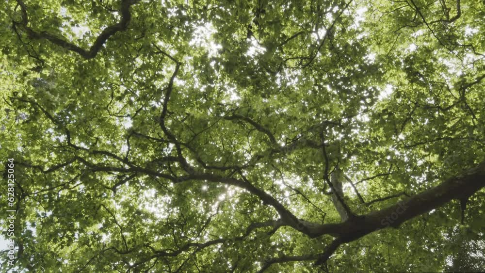 Upward view of the treetops in a dense summer forest with sunbeams breaking through the foliage. Slow motion forward camera, great background for any of your projects Upward view of the treetops in a dense summer forest with sunbeams breaking through the foliage. Slow motion forward camera, great background for any of your projects
