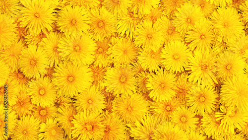Background and texture of yellow dandelions. Panorama. View from above.