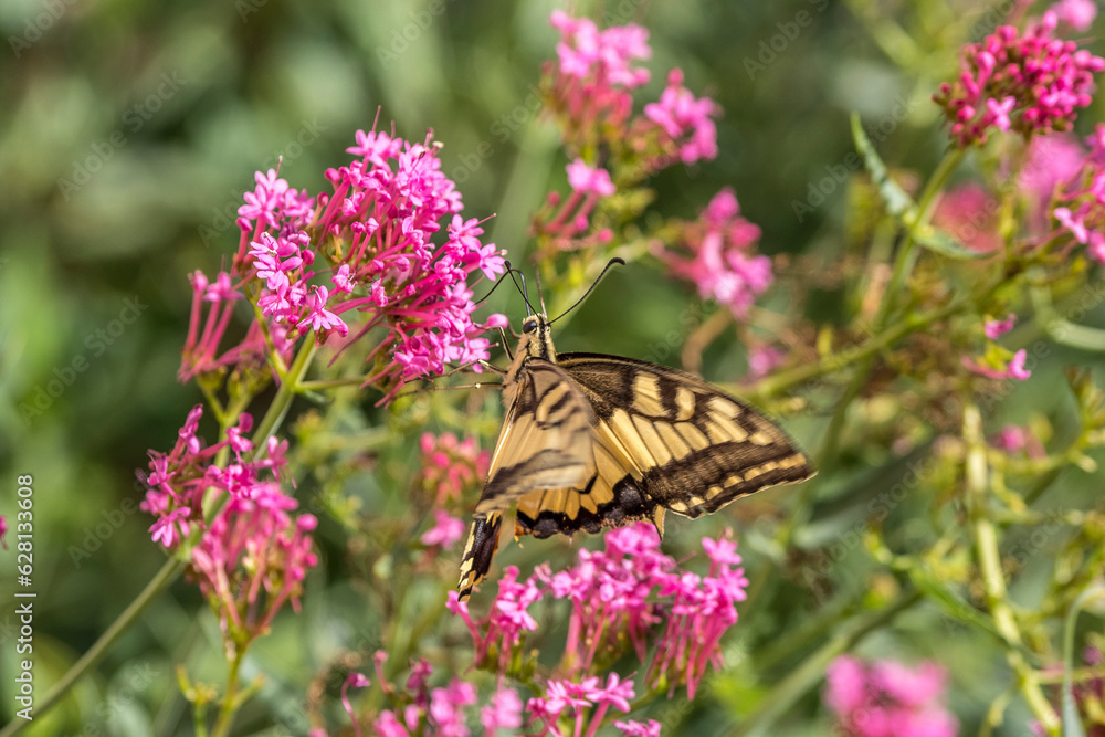 machaon gathering valerian (centranthus) flowers in front of a sunny wall machaon gathering valerian (centranthus) flowers in front of a sunny wall