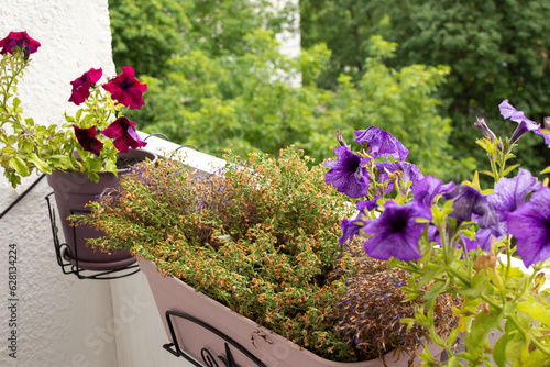 The process of withering summer flowers on a balcony or terrace  withered summer flowers in pots  the transition from summer to autumn