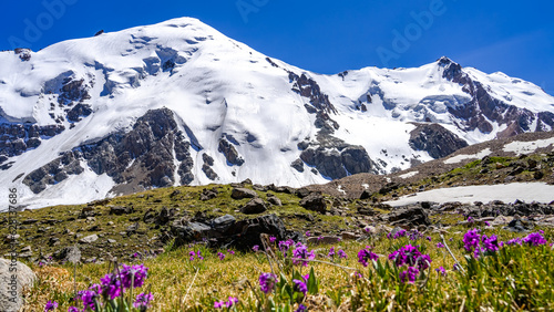 a glade of flowers at the foot of snowy mountains. snowy mountain peaks