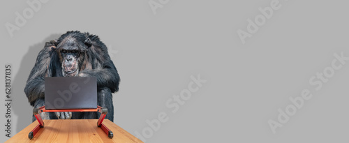 Photography Chimpanzee is working at slim and modern laptop computer at a red stand with shadow at grey solid background with copy space