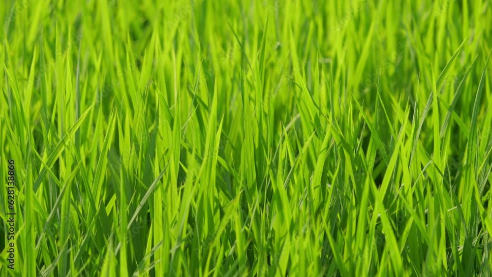 Rice swaying in the wind, rice fields in summer, agriculture Rice swaying in the wind, rice fields in summer, agriculture