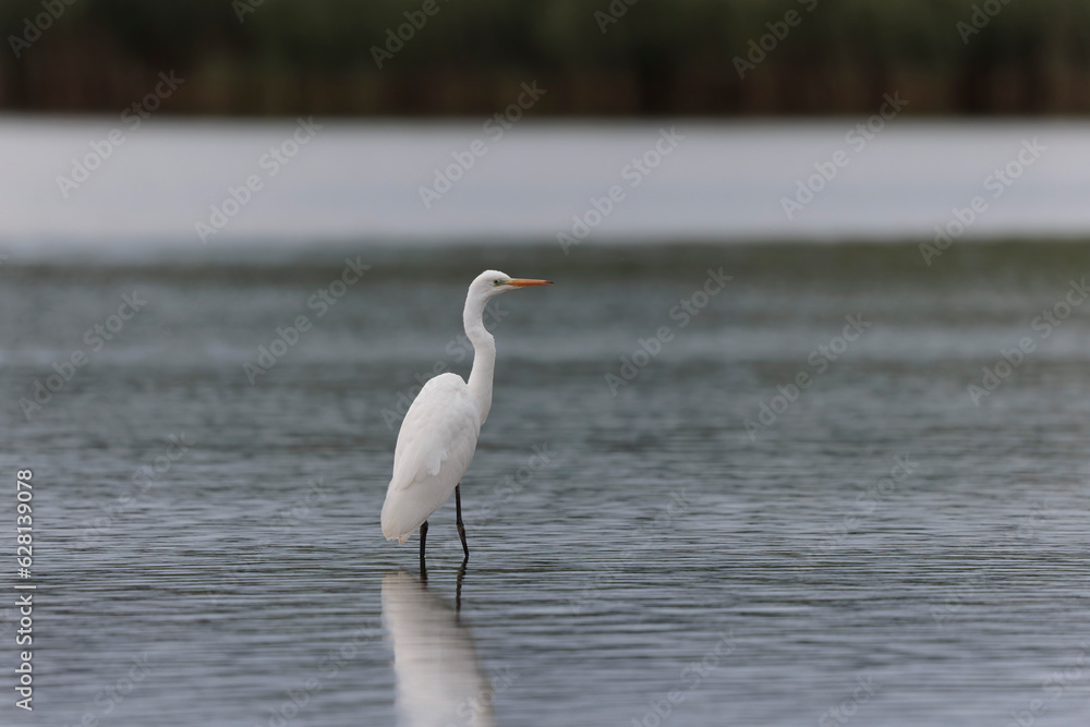Great white Egret Ardea alba from Finistere, Brittany, France