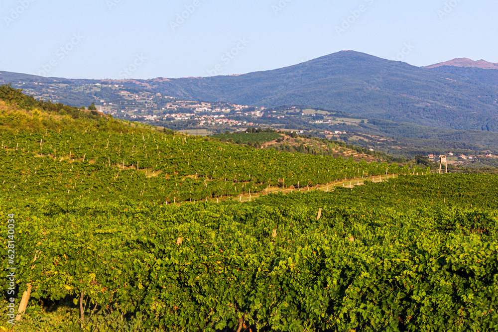 View of vineyards in Kosovo