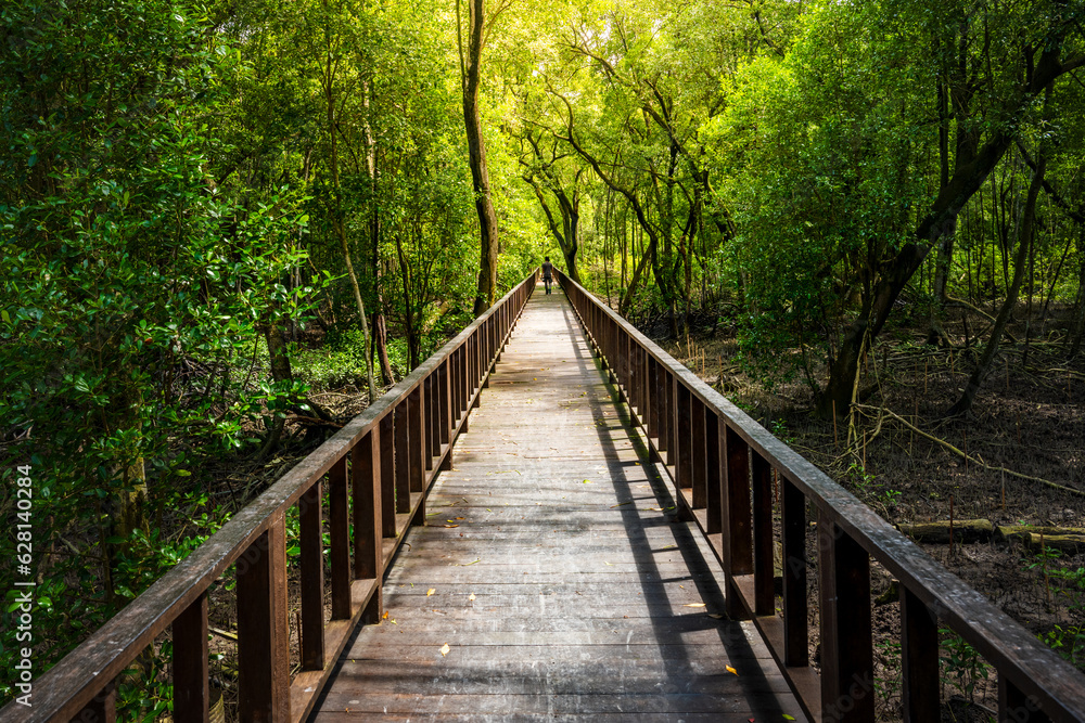 Beautiful landscape in mangrove forest and their ecosystem Beautiful landscape in mangrove forest and their ecosystem