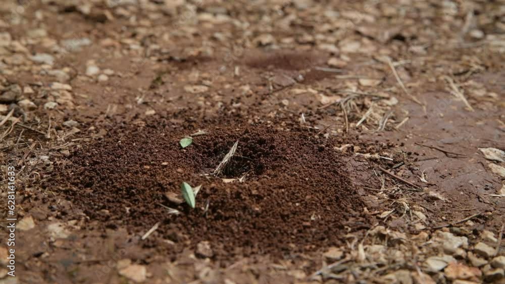 ants busy with making a nest in the ground ants busy with making a nest in the ground