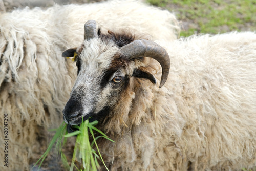close-up of unshorn rams, animal eats grass, domestic sheep, artiodactyl mammal Ovis aries, sheared sheep's wool, fleece, sheep breeding, production of cheese