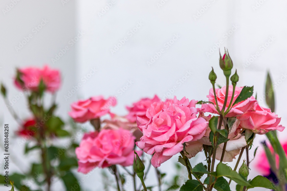 View of pink roses on the garden View of pink roses on the garden